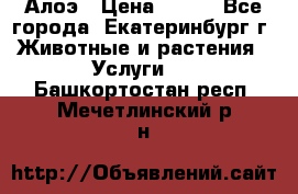 Алоэ › Цена ­ 150 - Все города, Екатеринбург г. Животные и растения » Услуги   . Башкортостан респ.,Мечетлинский р-н